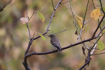 Grey-streaked Flycatcher on the way to Southeast Asia in autumn