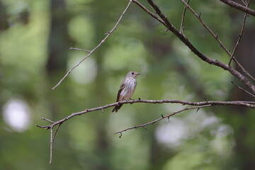 Grey-streaked Flycatcher on the way to Southeast Asia in autumn