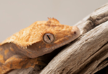 Crested Geckos 