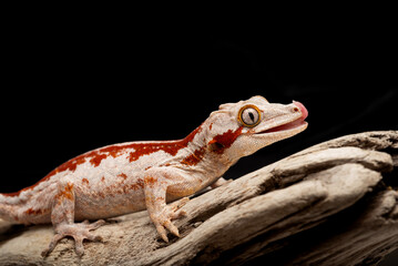 Red-striped Gargoyle Gecko