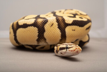 Orange Dream Fire Fly Ball Python