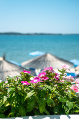 Vibrant flowers blooming in planters at a beach café, with a glimpse of the sea in the background. Perfect for marketing beach cafés, tourism campaigns, or lifestyle blogs.