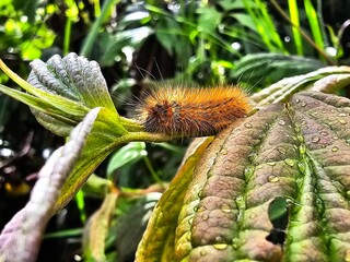 close up of a tiger moth caterpillar on a green leaf in the forest