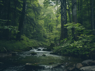Calm stream in lush forest