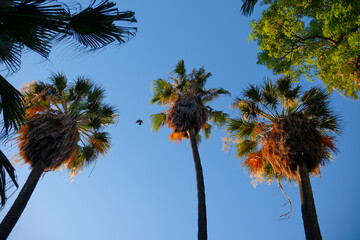 View from below on palm trees and clear sky in the background. Palm trees in the rays of sunset....