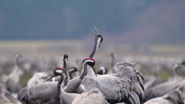 Cranes (Grus grus) scream and call loudly in a large group close up