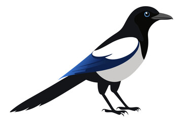 Side view of a common magpie vector art illustration
