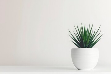 Green Succulent Plant in White Pot Against White Wall