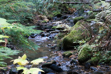 stream in the forest