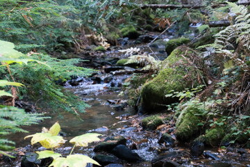 stream in the forest