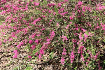 Violet Honey-myrtle (Melaleuca wilsonii) in flower. Australian native plant.