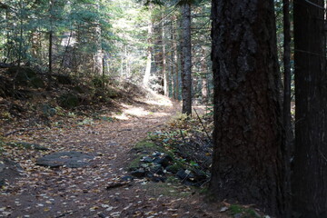 path in the woods