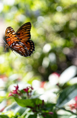 Butterfly flying over garden