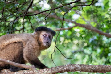 Brazilian Wildlife is very beautiful have many species with colorful variables. Are apes, lizards, mammals, felins, caimans, cats, bats, crabs, spiders, snakes and many others.