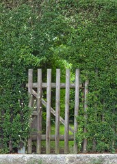 wooden old gate set within dense lush green hedge leading into garden. concepts: mystery or secret...