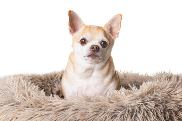 A small white dog is sitting in a bed of fur. The dog is looking at the camera with a curious expression