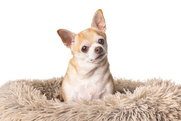 A small white dog is sitting in a bed of fur. The dog is looking at the camera with a curious expression