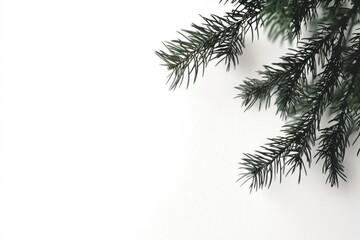 Obraz premium Pine Branch Isolated on a White Background