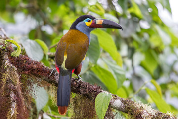 Plate-billed Mountain Toucan perched on tree branch