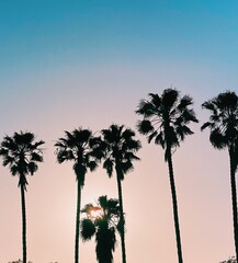 Obraz premium pink and blue skies and palm trees 