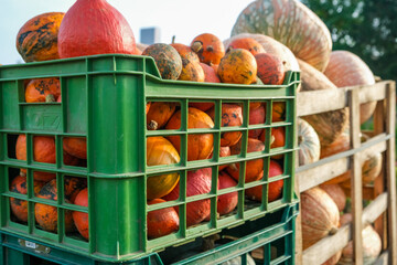 Mixed small gourds and pumpkins in green crates for sale