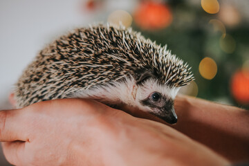  hedgehog in the palm on a beautiful sparkling festive background.Hedgehog in hands against...
