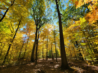 Autumn Disc golf at Royalton Ravine Disc Golf Course