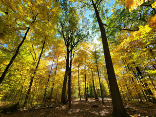 Autumn Disc golf at Royalton Ravine Disc Golf Course