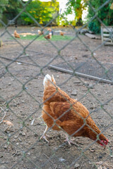 Brown chicken behind a wire fence in a rural farm setting. Vertical photo