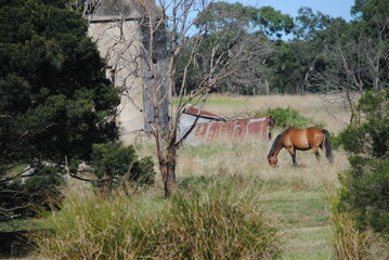 Horse Grazing on Phillip Island, Victoria, Australia