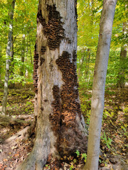 Autumn Disc golf at Royalton Ravine Disc Golf Course