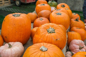 Large group of pumpkins displayed for sale at a farmer market
