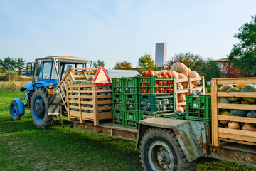 Fototapeta premium Tractor with a trailer full of crates of pumpkins in the field