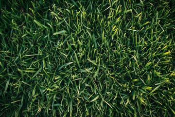 Obraz premium Bright field with lush green grass, top view