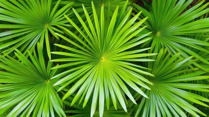 Lush Green Leaves with Radiant Patterns