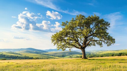 Fototapeta premium Lone tree under blue sky, surrounded by green fields and rolling hills.