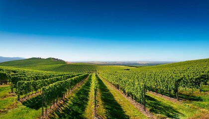Fototapeta premium vineyard in region country
