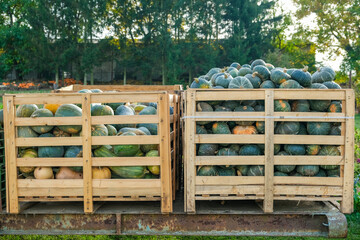 Wooden crates filled with pumpkins and gourds ready for transport