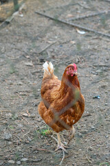 Brown chicken standing on dirt in a rural farm environment. Vertical photo