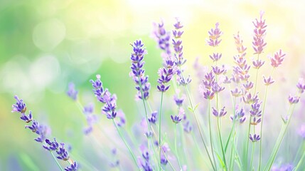 Naklejka premium A close-up of lavender flowers against a sunny backdrop with a soft bokeh effect in the background
