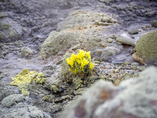 玉川温泉で硫黄が付着している様子（秋田県仙北市）