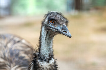 Ostrich head close up