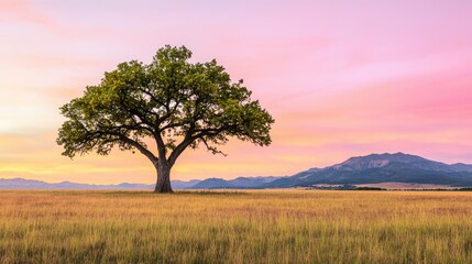 Fototapeta premium Lone tree in golden field under a colorful sky at sunset.