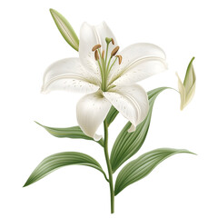 Obraz premium Elegant White Lotus Flower PNG | Delicate Petals and Intricate Details on Transparent Background