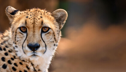 Obraz premium Close-Up of a Cheetah, Emphasizing Its Speed and Elegance in the Wild
