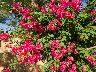 Closeup of bright crimson red Bougainvillea with tiny white flowers, natural floral background