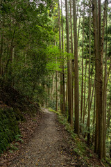 Fototapeta premium path in the woods