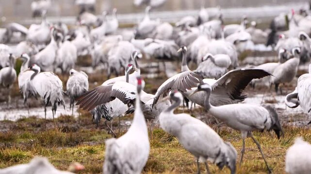 Cranes (grus grus) court, dance and fight with each other