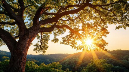 Sunlight streaming through lush green branches of a large tree.