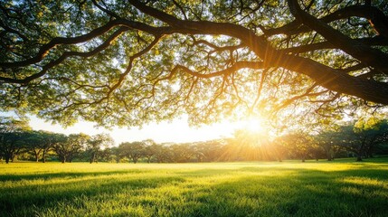 Sunlight filtering through tree branches over a lush green field.